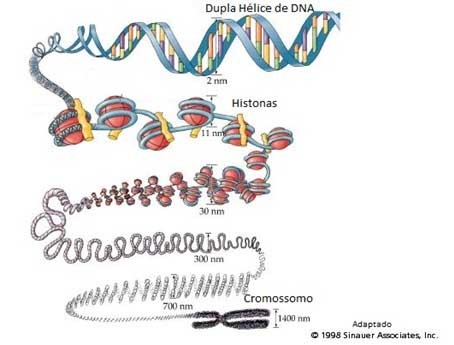 Mitose e meiose - espiralização dos cromossomos