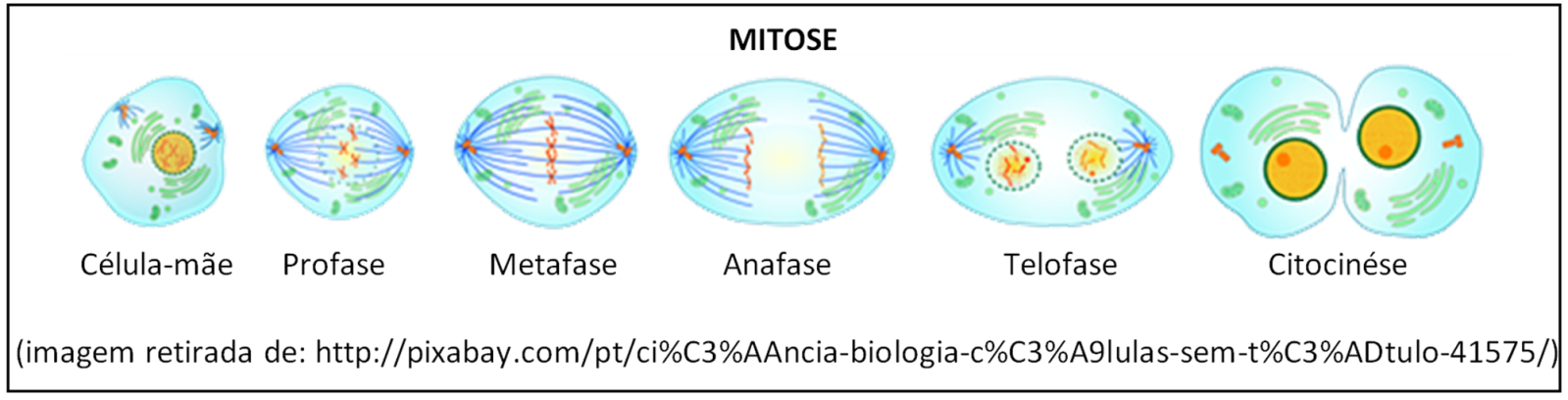 Mitose e Intérfase - Revisão de divisão celular - Biologia Enem