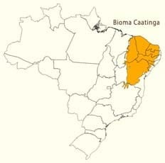 biomas brasileiros - caatinga