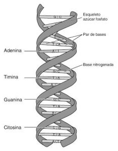 DNA e RNA - Modelo de molécula de DNA