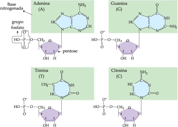 DNA e RNA - moléculas dos quatro nucleotídeos