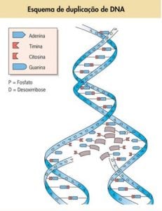 DNA e RNA - Representação da duplicação de DNA