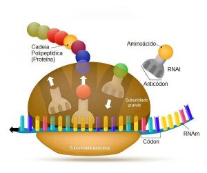 DNA e RNA - transcrição do RNA 