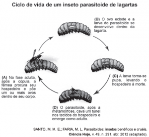 ciclo da vida lagarta