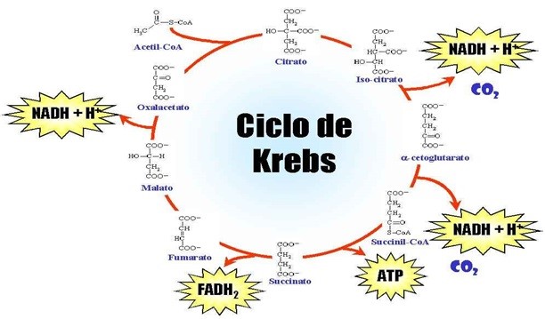 Respiração celular - Ciclo de Krebs
