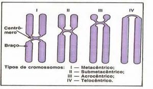 cromossomos - tipos de cromossomos