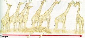 teorias da evolução darwinismo girafas