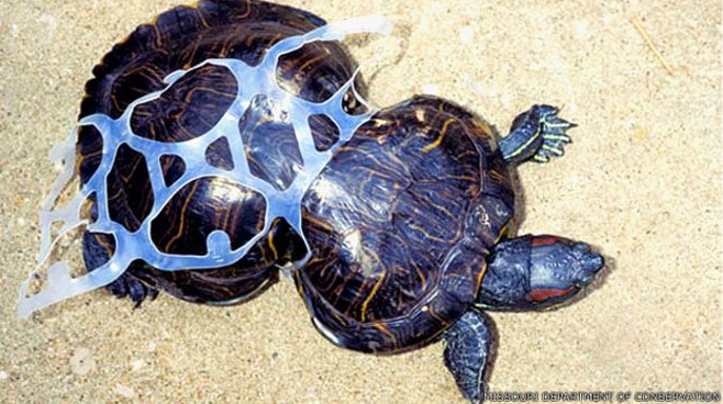 tartaruga presa no lixo