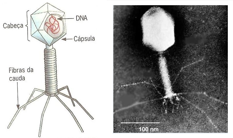 vírus bacteríofago
