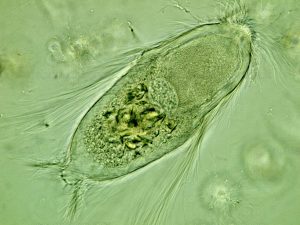 protozoarios