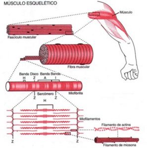 células musculares