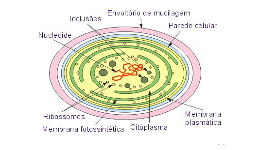 estrutura da cianobacterias