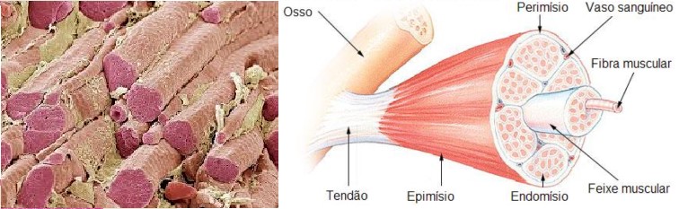 Tecido muscular: o que é, tipos e funções