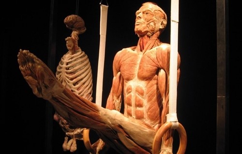 tecido muscular humano