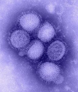 vírus h1n1