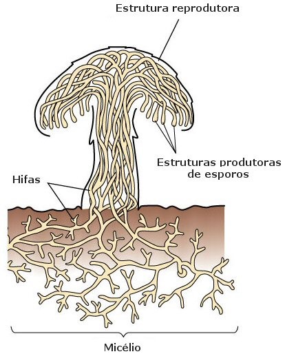 Fungos E O Reino Fungi: Características, Exemplos E Importância