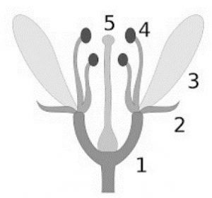 desenho de angiospermas com numeração 