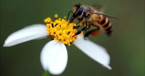polinização das angiospermas pelas abelhas