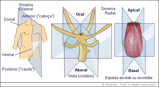 esquema simetrias bilateral e radial