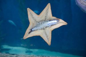 estrela do mar(equinodermos) capturando peixe 