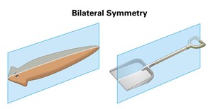 simetria bilateral dos platelmintos