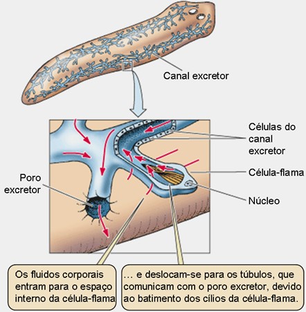 sistema excretor dos platelmintos