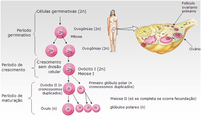 aula de gametogenese - fases da ovulacao