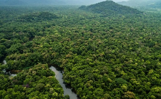 florestas tropicais - biomas mundiais
