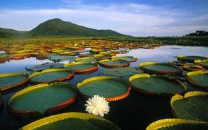 biomas brasileiros - Paisagem típica do Pantanal