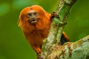 Mico-leão-dourado - fauna da mata atlântica