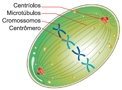 Mitose e meiose - exercício
