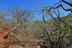 biomas brasileiros - Paisagem caatinga