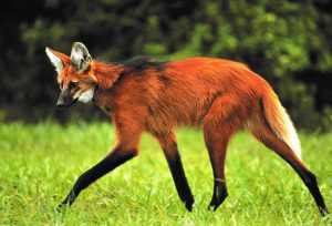 Lobo-guará - fauna do cerrado