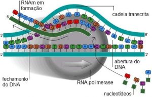 biomas brasileiros - transcrição do DNA