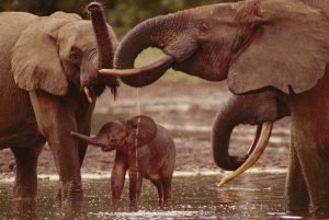 Relações Ecológicas - elefantes