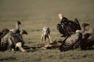 Relações Ecológicas - Competição interespecífica