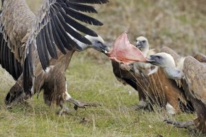 Relações Ecológicas - competição intraespecífica