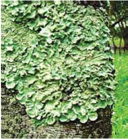 Relações Ecológicas - exercício 1