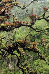 relações ecológicas - inquilinismo