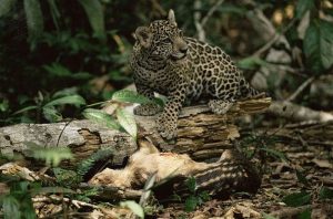 Relações Ecológicas - predação
