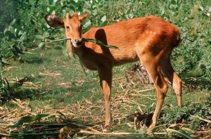 relações ecológicas - herbivoria
