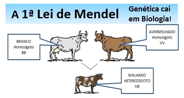 Primeira Lei De Mendel E Dominância Completa - Biologia Enem