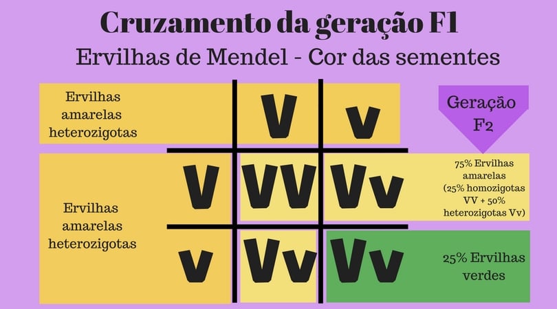 Primeira Lei De Mendel E Dominância Completa Biologia Enem 6633