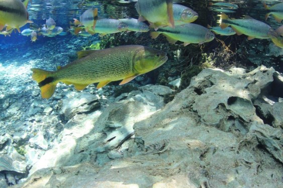 seres vivos - peixes