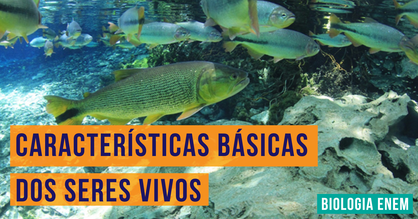 Características básicas dos seres vivos - Curso Enem Gratuito