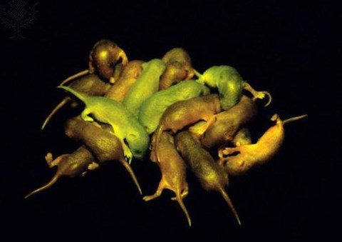 ratos trangênicos, transgenia
