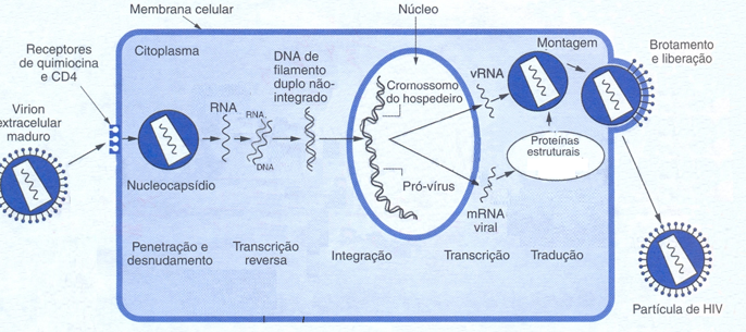esquema aids e hiv