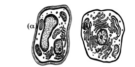 dois exemplos de celulas para caracterizar seres vivos