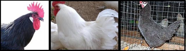 dominancia incompleta em galinhas