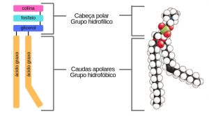 estrutura do fosfolipídio
